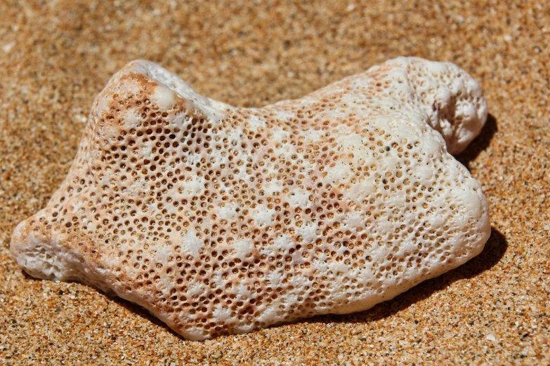 a piece of coral sitting on top of a sandy beach, a stipple, by Lee Loughridge, pexels, pointillism, carved bone ruff, honeycomb, albino skin, high quality detail