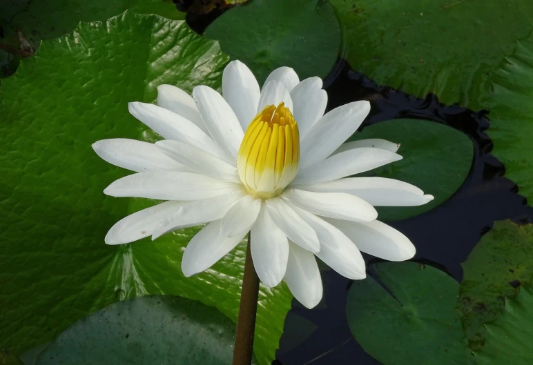 a white flower with a yellow center surrounded by green leaves, a portrait, hurufiyya, waterlily mecha nymphaea, beautiful flower, flowers with very long petals, side front view