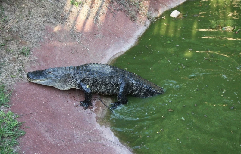 an alligator that is laying down in the water, green oozing pool pit, zoo photography, aubrey powell, walking