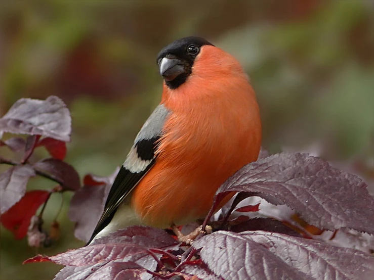 a close up of a bird on a tree branch, by Robert Brackman, pixabay, fine art, orange red black white, voluptuous male, sitting on a leaf, posing for the camera