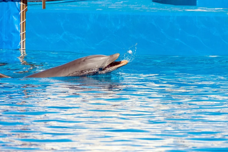 a dolphin is playing with a ball in the water, a stock photo, by Anna Haifisch, shutterstock, super long shot, taken in zoo, beautiful smooth oval head, trimmed with a white stripe