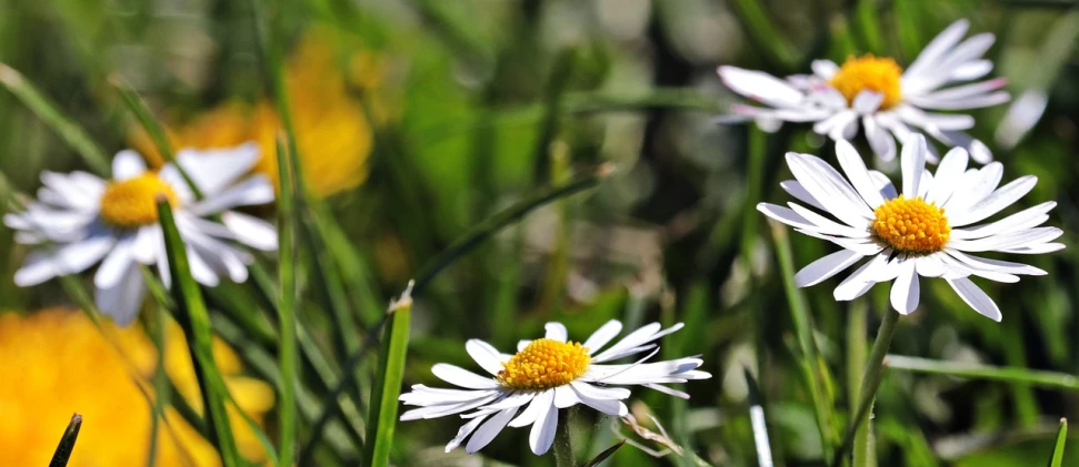 a group of white flowers sitting on top of a lush green field, a portrait, by Hans Schwarz, pixabay, chamomile, right side composition, today\'s featured photograph 4k, australian wildflowers