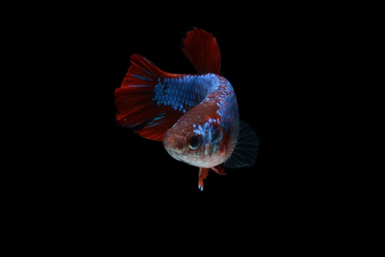 a close up of a fish on a black background, a portrait, blue and red two - tone, jia, pitt, extremely realistic photo