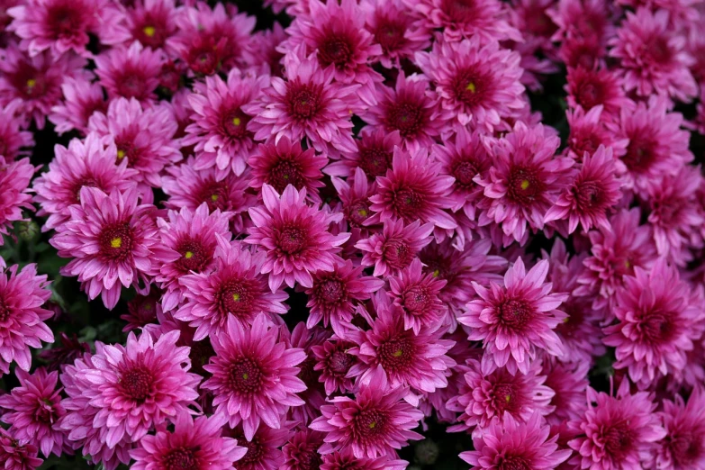 a close up of a bunch of pink flowers, a portrait, by Jan Rustem, chrysanthemums, high quality product image”, multiple purple halos, flowers in a flower bed