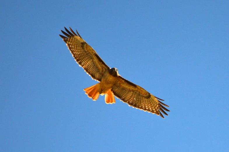 a bird that is flying in the sky, by Linda Sutton, raptor, albuquerque, view from bottom to top, honey