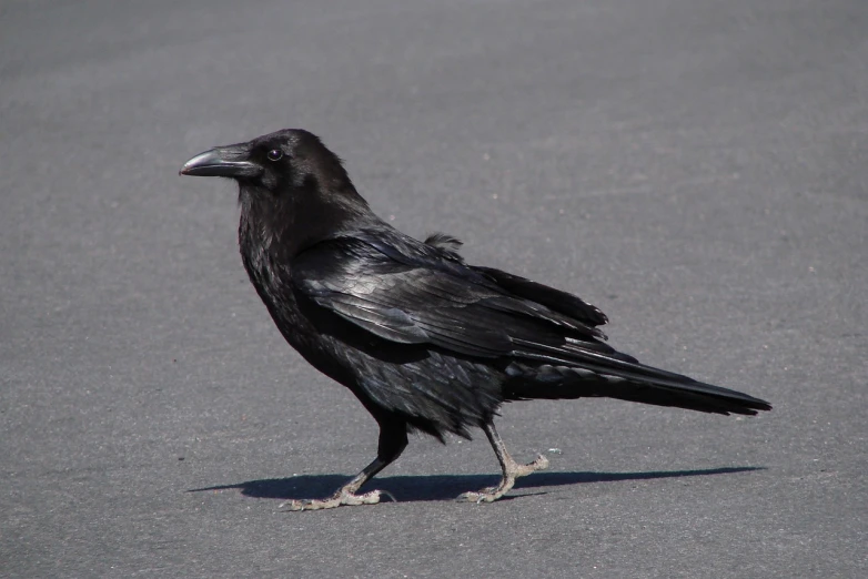a black bird standing in the middle of the road, renaissance, long thick shiny black beak, with a black dark background, two legged with clawed feet, with long black hair