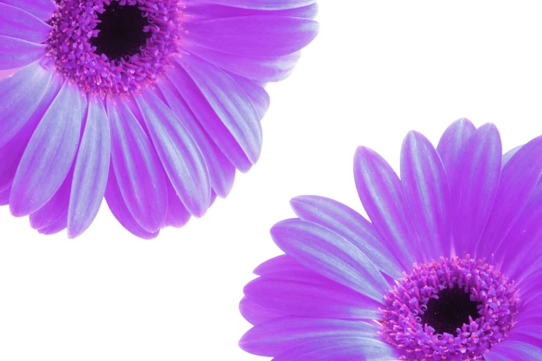 three purple flowers against a white background, vibrant.-h 704, daisy, beautiful flower, purple neon colours