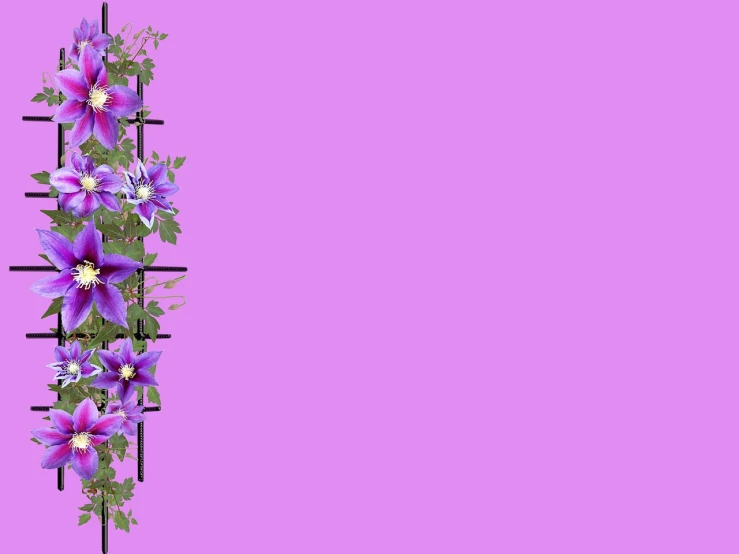 a close up of a flower on a pink background, a picture, pixabay, art nouveau, clematis theme banner, beautiful composition 3 - d 4 k, violet flowers, layout frame