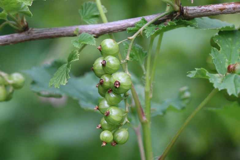 a bunch of green berries hanging from a branch, a picture, by Robert Brackman, larvae, wild berries, pillar, looking partly to the left