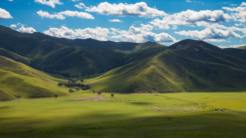 a herd of sheep grazing on a lush green hillside, by Richard Carline, mongolia, nice spring afternoon lighting, hollister ranch, teal landscape