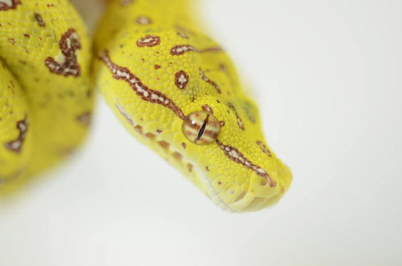 a close up of a yellow snake on a white surface, a macro photograph, highly detailed product photo, close up portrait photo, detailed zoom photo, mottled coloring