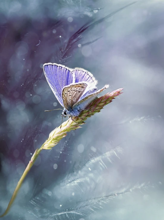 a close up of a butterfly on a flower, romanticism, blurred and dreamy illustration, purple and blue leather, beautiful lighting composition, in a misty pond