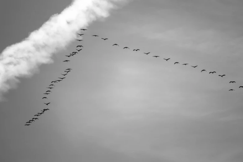 a flock of birds flying through a cloudy sky, a black and white photo, crane, portlet photo