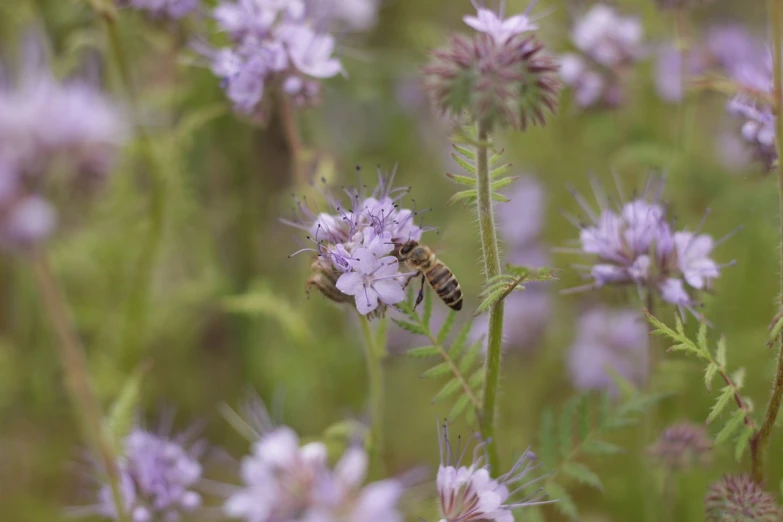 a bee sitting on top of a purple flower, by Robert Brackman, hurufiyya, verbena, in a meadow, mid shot photo