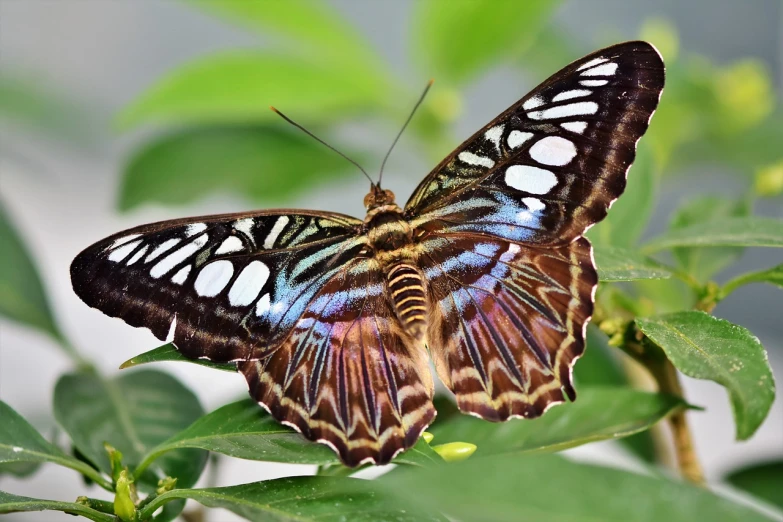 a close up of a butterfly on a leaf, by Dave Melvin, shutterstock, brown and cyan blue color scheme, elegant and extremely ornamental, stock photo, blue scales with white spots