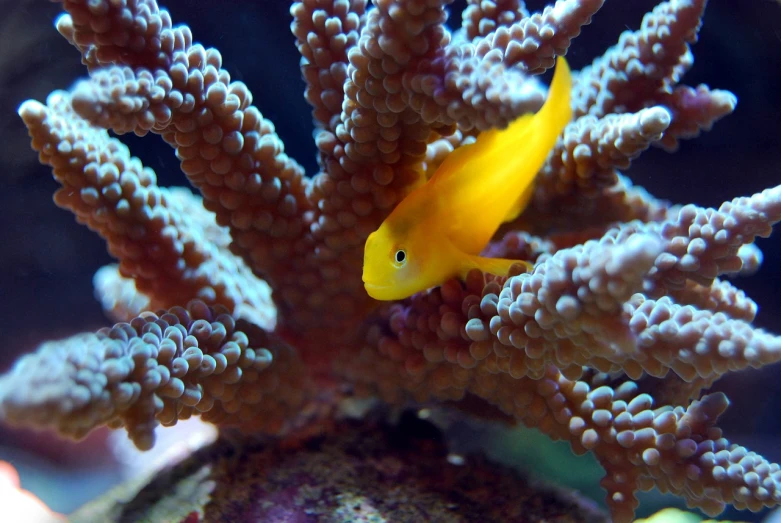 a yellow fish sitting on top of a coral, flickr, renaissance, cute photo, yellow-orange, favolaschia - calocera, cutie