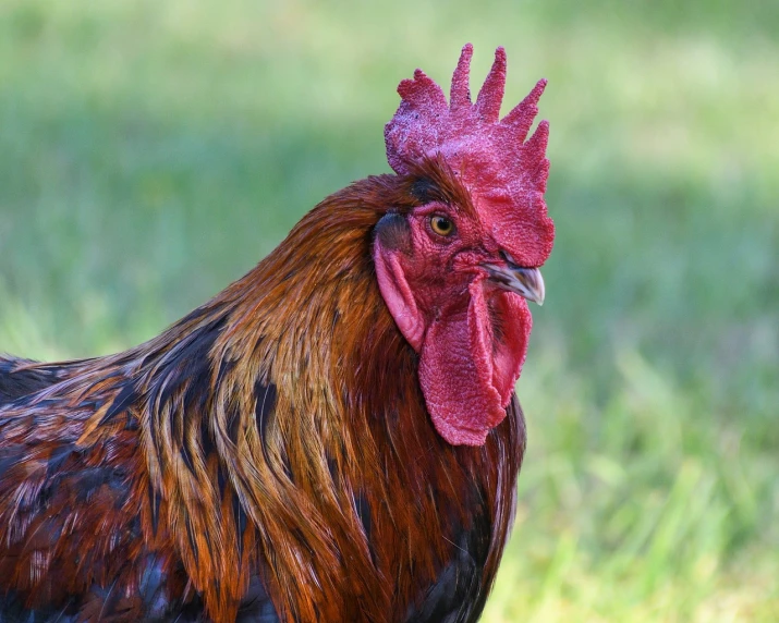 a rooster standing on top of a lush green field, a portrait, shutterstock, interesting skin coloring, macro shot head, reddish, flash photo