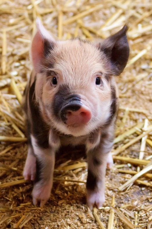 a small pig standing on top of a pile of straw, renaissance, cute pout, 1128x191 resolution, photograph credit: ap, closeup of an adorable