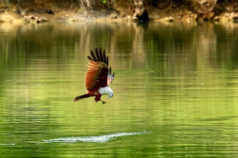 a bird flying over a body of water, a picture, by Max Dauthendey, hurufiyya, laos, scarlet emerald, mischievous!!!, eagle wings