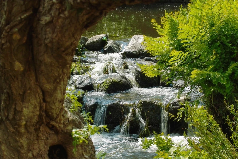 a stream running through a lush green forest, a picture, inspired by Ethel Schwabacher, pexels, environmental art, built into trees and stone, water torrent background, sparkling in the sunlight, draped with water and spines