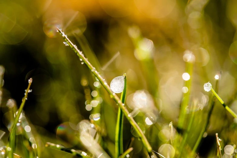 a close up of some grass with water droplets, a macro photograph, golden hour photo, modern high sharpness photo