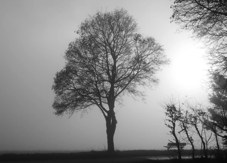a black and white photo of a tree on a foggy day, a black and white photo, inspired by Patrick Nasmyth, romanticism, sun rising, taken from the high street, bench, tree; on the tennis coat