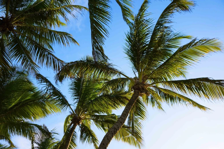 a couple of palm trees standing next to each other, by Richard Carline, dof wide, coconuts, up there, unwind!