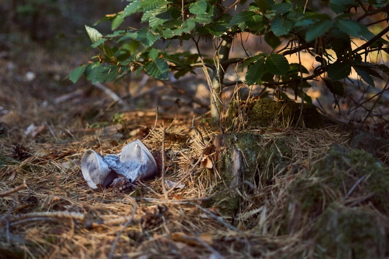 a bird that is laying down in the grass, by Dietmar Damerau, environmental art, hen of the woods mushrooms, broken vase, photograph captured in a forest, taken at golden hour