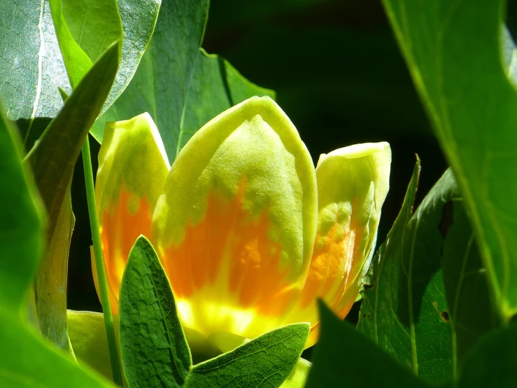 a close up of a yellow flower with green leaves, a macro photograph, by Tom Carapic, precisionism, orange neon backlighting, magnolia, resembling a crown, backlight green leaves