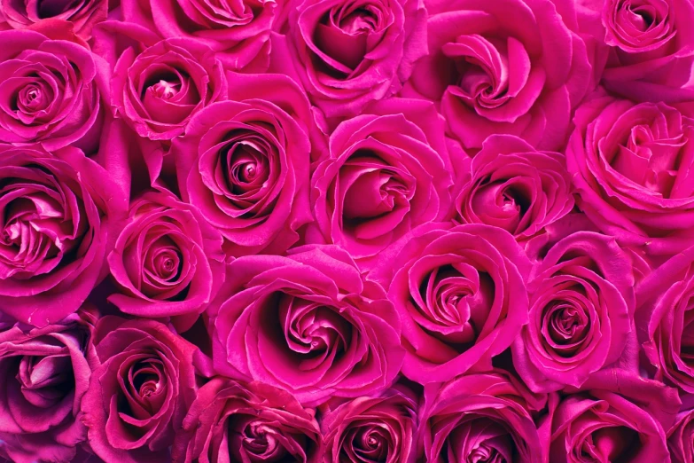 a close up of a bunch of pink roses, a photo, smooth fuschia skin, hi resolution, high quality product image”, insanely intricate