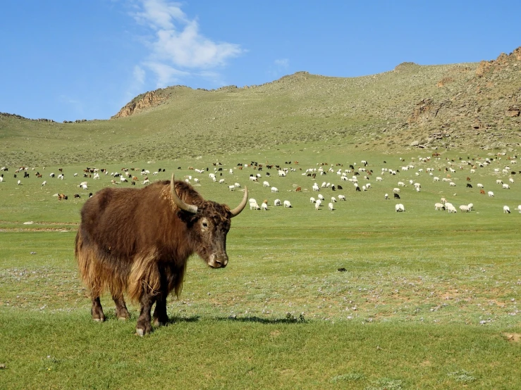 a yak standing on top of a lush green field, shutterstock, dau-al-set, sheep grazing, nezha, dry, kodak photo