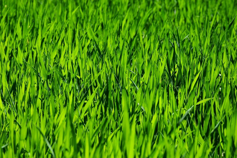 a close up of a field of green grass, a stock photo, by Thomas Häfner, pixabay, hurufiyya, compressed jpeg, green neon, “organic, widescreen