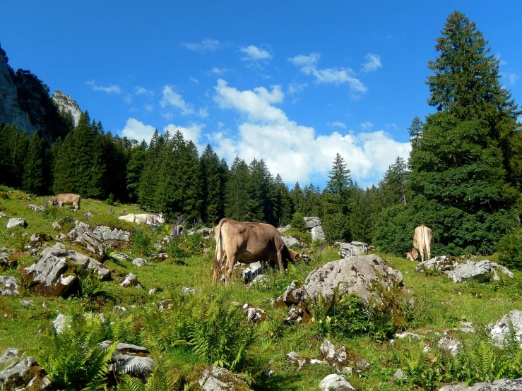 a herd of cattle grazing on a lush green hillside, a picture, by Dietmar Damerau, flickr, renaissance, overgrown with funghi, girl of the alps, mule, flash photo