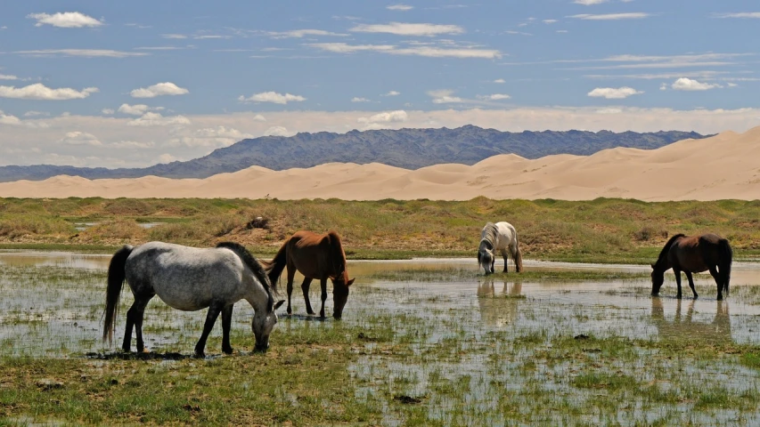 a herd of horses standing on top of a grass covered field, by Constance Copeman, pixabay, hurufiyya, in a desert oasis lake, chinese landscape, sand desert, naranbaatar ganbold