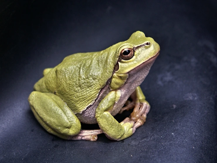 a green frog sitting on top of a black surface, a picture, flickr, renaissance, an olive skinned, various posed, beth cavener, 33mm photo