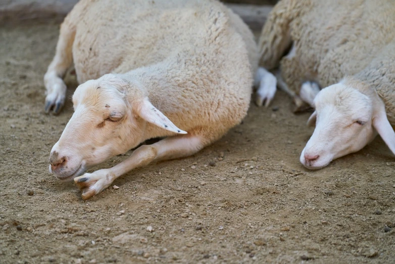 a couple of sheep laying on top of a dirt field, a picture, shutterstock, asleep, high res photo