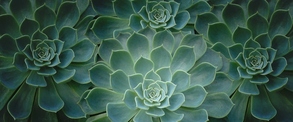 a close up of a plant with green leaves, precisionism, cacti, frida castelli, rosette, perfect shading