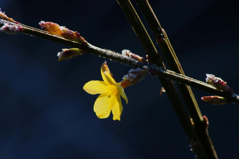 a close up of a yellow flower on a branch, by Tom Carapic, renaissance, frost, bamboo, cherry, on a dark background