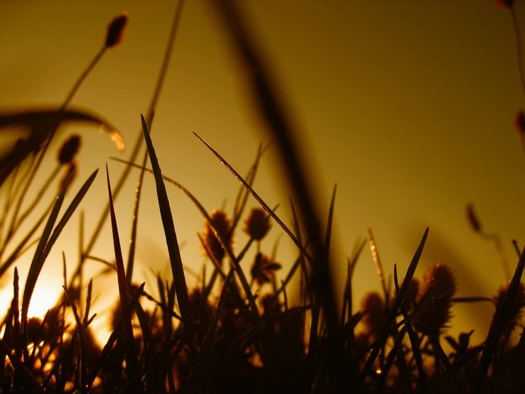 a close up of some grass with the sun in the background, by Andrew Domachowski, flickr, minimalism, worm\'s eye view, silhouettes in field behind, shot on a 2 0 0 3 camera, golden hues
