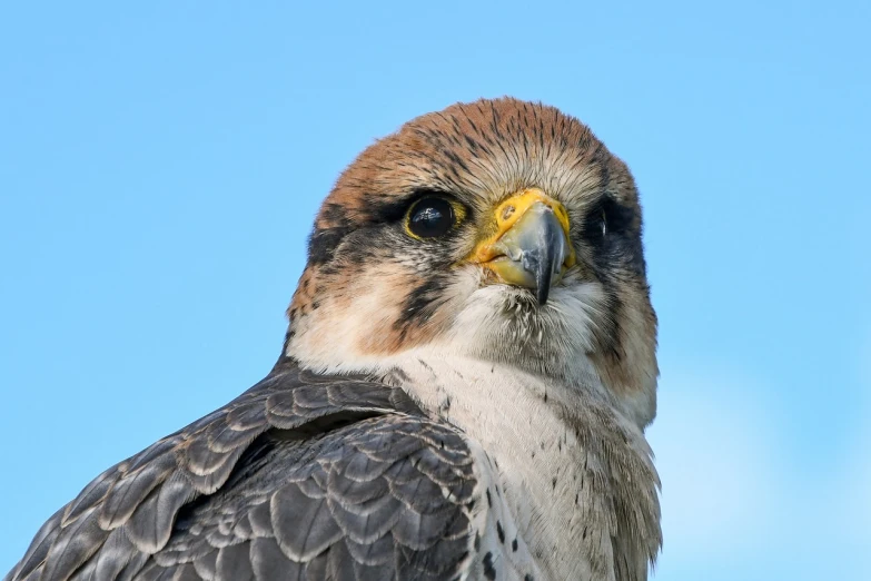 a close up of a bird of prey against a blue sky, a portrait, by Alexander Fedosav, shutterstock, hurufiyya, with a round face, closeup photo, very sharp photo, reptile face