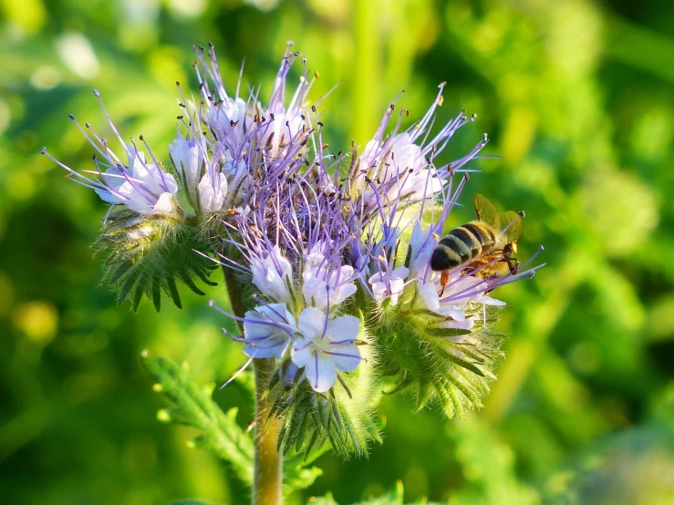 a bee sitting on top of a purple flower, by Tom Carapic, hurufiyya, meadow flowers, mint, pincushion lens effect, blue