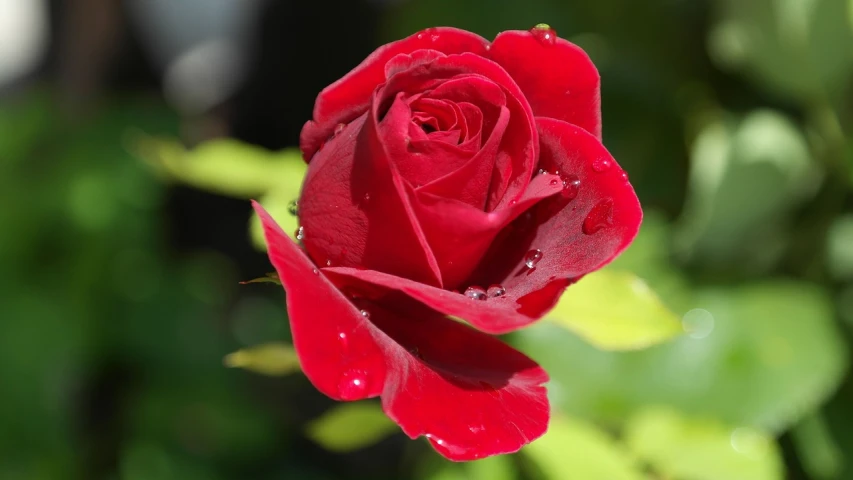 a close up of a red rose with water droplets, a portrait, various posed, high res photo