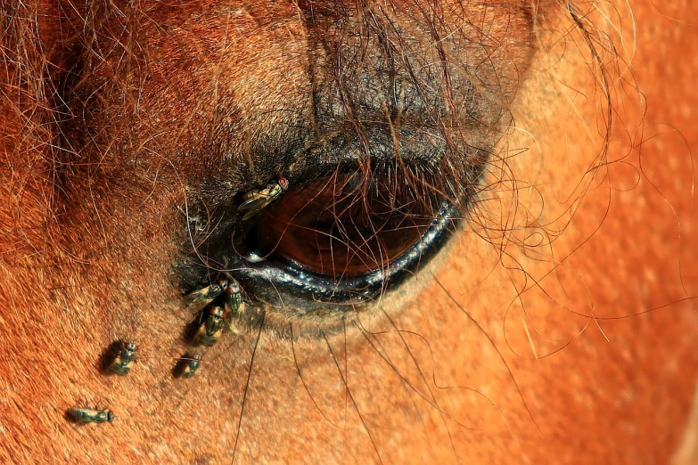 a close up of a brown horse's eye, by Jan Rustem, flickr, hurufiyya, swarming with insects, ant view, encrusted with jewels, pony