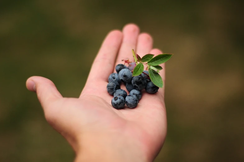 a person holding a bunch of blueberries in their hand, a picture, pexels, realism, delightful surroundings, anthropology photo”, version 3, edible