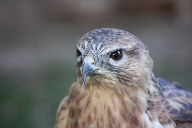 a close up of a bird of prey, a portrait, flickr, hurufiyya, portait photo