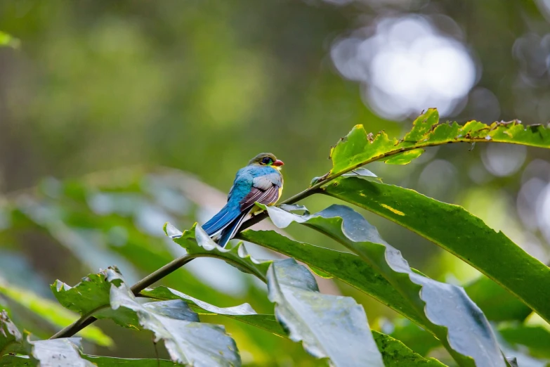 a blue and white bird sitting on top of a tree branch, a photo, hurufiyya, sitting in a colorful forest, single centered subject, turquoise pink and green, morning golden hour