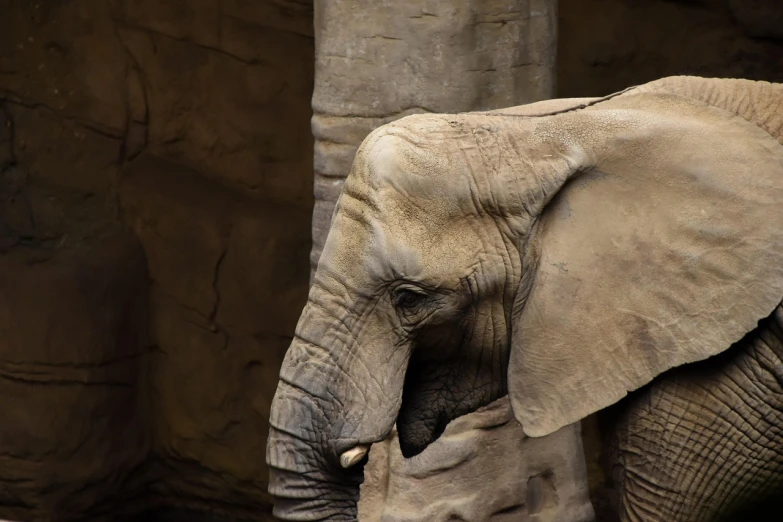 a couple of elephants standing next to each other, a picture, shutterstock, detailed sharp photo, in the zoo exhibit, museum quality photo, wrinkly