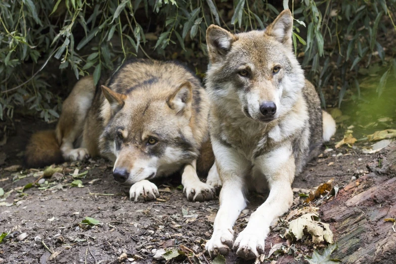 two wolfs laying next to each other on the ground, a photo, shutterstock, proud serious expression, looking to camera, they are crouching, watch photo