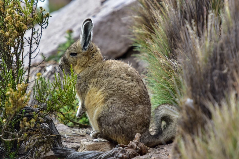 a rabbit that is sitting in the dirt, by Dietmar Damerau, shutterstock, plein air, patagonian, side view close up of a gaunt, stock photo, in australia