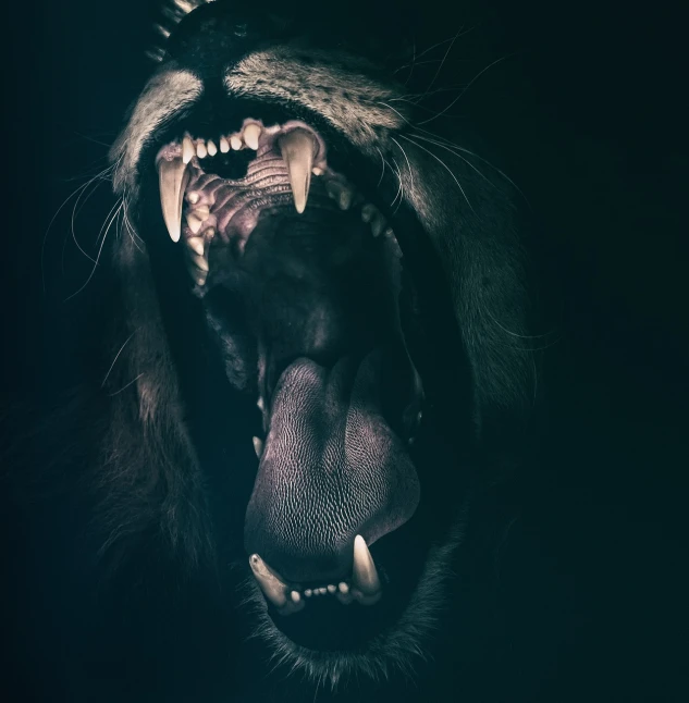 a close up of a lion with its mouth open, a picture, by Adam Marczyński, shutterstock, digital art, low key lighting, werewolf”, huge tusks, cinematic photo